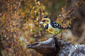 Crested Barbet (Trachyphonus vaillantii) standing on a log with fall colors background in Kruger National park, South Africa