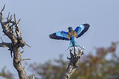 Lilac breasted roller (Coracias caudatus) in flight with open wings in Kruger National park, South Africa