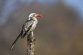 Southern Red billed Hornbill (Tockus rufirostris) standing on a trunk with natural background in Kruger National park, South Africa