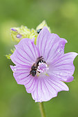 Mining bee (Halictus sp) on Musk mallow (Malva moschata) flower, Lorraine, France