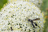 Grass-carrying Wasp (Isodontia mexicana) on flowers, Lorraine, France