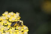 Mining bee (Halictus sp) on yellow Yarrow flower in the garden, Nancy, France