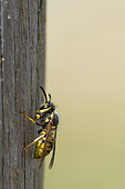 Guêpe commune (Paravespula -Vespula- vulgaris) sur poteau de bois : récupère du bois pour construire son nid, Lorraine, France