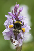 Buff-tailed Bumblebee (Bombus terrestris) with pollen bags, on spotted orchid flower (Dactylorhiza maculata), Hautes Chaumes, Grand Ballon, Vosges, France