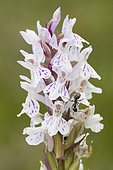 Fourmi noire (Lasius sp) sur Orchis tacheté (Dactylorhiza maculata) en fleurs, Hautes chaumes, Crêtes vosgiennes, Grand Ballon, Vosges, France