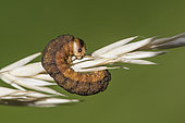 False caterpillar: larva of Sawfly (Tenthredinidae sp) on spike, Lispach peat bog, Chajoux Valley, Vosges, France