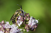 Great banded furrow-bee (Halictus scabiosae) on Sweet marjoram (Origanum majorana) flower, Lorraine, France