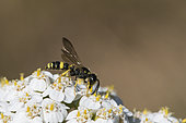Digger wasp (Cerceris sp) on Milfoil (Achillea millefolium), Lorraine, France
