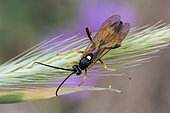 Parasitic hymenoptera (Ichneumonidae sp) on an ear, Lorraine, France