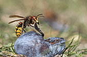 European hornet (Vespa crabro) eating a plum, Lorraine, France