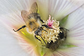 Brown Bumblebee (Bombus pascuorum) on malva flower, Lorraine, France