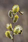 Honey bee (Apis mellifera) on male Willow catkin (Salix sp), Lorraine, France