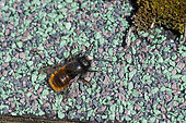 Hornfaced bee (Osmia cornuta) on her insect hotel, Jean-Marie Pelt botanical garden, Nancy, Lorraine, France