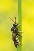Cuckoo Bee (Nomada flava) on stem, Lorraine, France