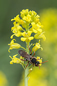 Cuckoo Bee (Nomada flava) on yelow flower, Lorraine, France