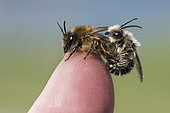 Spring Mining Bee (Colletes cunicularius) mating on human finger, Lorraine, France