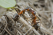 European Red Wood Ant (Formica polyctena) trophallaxis: social kissing: exchange of food, Lorraine, France