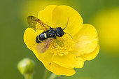 Yellow and black sawfly : Megalodont (Megalodontes sp) on Yellow Buttercup (Ranunculus sp) flower, Vosges, France
