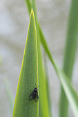 Sawfly (Rhadinoceraea micans-reitteri) on leaf, Jean-Marie Pelt botanical garden, Nancy, Lorraine, France