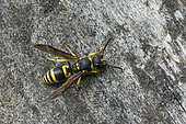 Spiny Mason Wasp (Odynerus spinipes), Lorraine, France