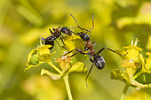 European Red Wood Ant (Formica polyctena) on Euphorbia flower, Lorraine, France