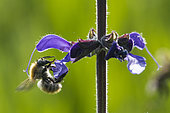 Brown Bumblebee (Bombus pascuorum) on sage flower (Salvia sp), Lorraine, France