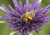 Mining bee (Halictus sp) covered with pollen on Salsify flower (Tragopogon sp), Jean-Marie Pelt botanical garden, Nancy, Lorraine, France
