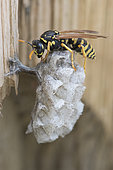 European paper wasp (Polistes dominula) on its nest, Lorraine, France