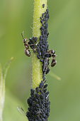 Ant and aphid breeding for honeydew, Province of Antwerp, Belgium