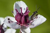 Mining Bee (Lasioglossum albipes) on Flowering rush (Butomus umbellatus), jardin des Plantes, France