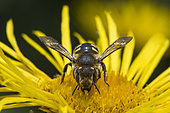 Cotton Bee (Anthidium manicatum) on Elecampane (Inula helenium), Jardin des Plantes, Paris, France