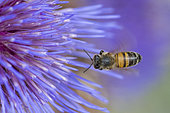 Honey bee (Apis mellifera) on Artichoke flower (Cynara scolymus), Jardin des Plantes, Paris, France