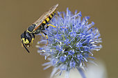 Philante apivore (Philanthus triangulum) pollinisateur sur Chardon bleu : Panicaut à feuilles planes (Eryngium planum), Jardin des Plantes, Paris, France