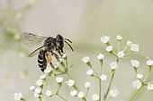 Yellow-legged Mining Bee (Andrena flavipes) on flower, burrowing species, Jardin des Plantes, Paris, France