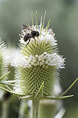 Cotton Bee (Anthidium manicatum) on Cut-leaved Teasel (Dipsacus laciniatus), Jardin des Plantes, Paris, France