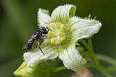Wild bee: Solitary bee (Andrena sp) small bee on Bryony flower (Bryonia dioica), Jardin des Plantes, Paris, France