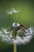 European Red Wood Ant (Formica polyctena) on dandelion achenes, Lorraine, France
