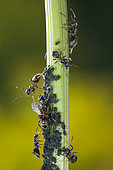 Black ant (Lasius sp) aphid breeding, Lorraine, France