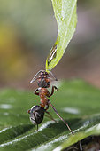 European Red Wood Ant (Formica polyctena) drinking a drop of water, Lorraine, France