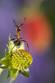 European Red Wood Ant (Formica polyctena) on Wild strawberry, Lorraine, France
