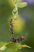 European Red Wood Ant (Formica polyctena) drinking a drop of water, mutual aid, Lorraine, France