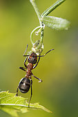 European Red Wood Ant (Formica polyctena) drinking a drop of water, Lorraine, France
