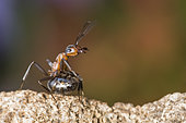 European Red Wood Ant (Formica polyctena) in defensive position, Lorraine, France
