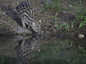 Common or European Genetta (Genetta genetta) at the water's edge by night