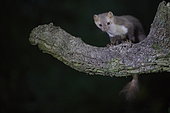 Beech marten (Martes foina) on a branch at night