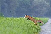 Jumping Red Fox (Vulpes vulpes), Germany