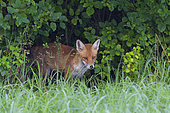 Red fox (Vulpes vulpes), Summer, Germany