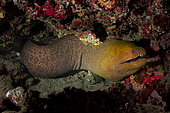 Close view Giant Moray(Gymnothorax javanicus) in reff, Tahiti, French polynesia