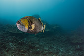 Wide view Titan Triggerfish (Balistoides viridescens) protecting his nest, Tahiti, French Polynesia