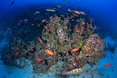 Wide view Bigscale Soldierfish (Myripristis berndti) school over a deep reef block, Rangiroa, French Polynesia